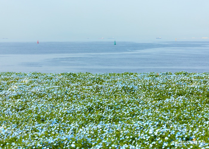 大阪まいしまシーサードパーク